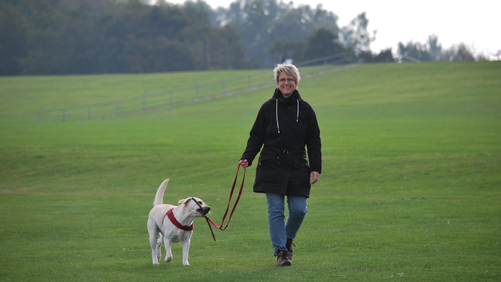 three important labrador training tips