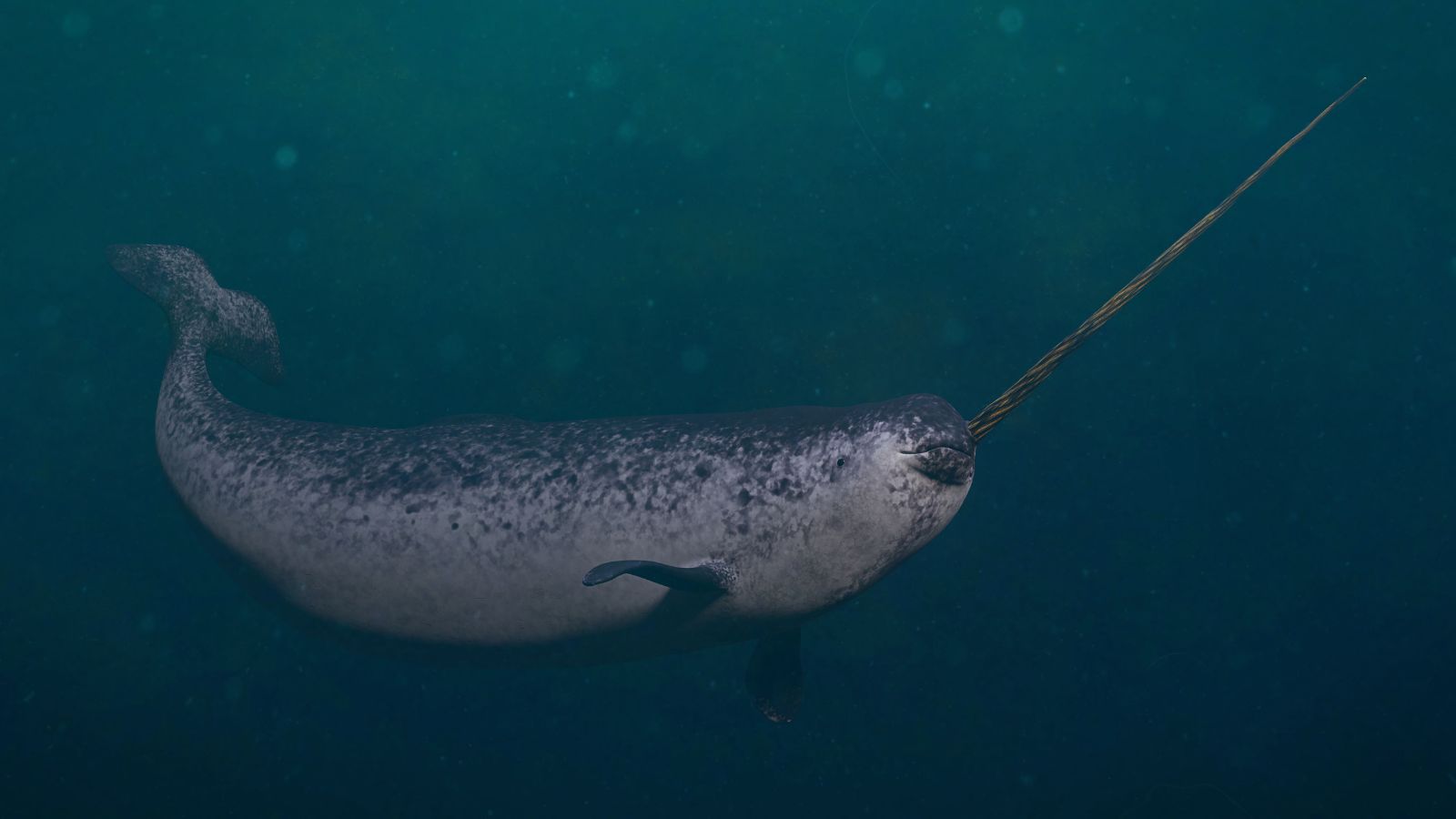 cute:bd9qw-g7s8m= narwhal