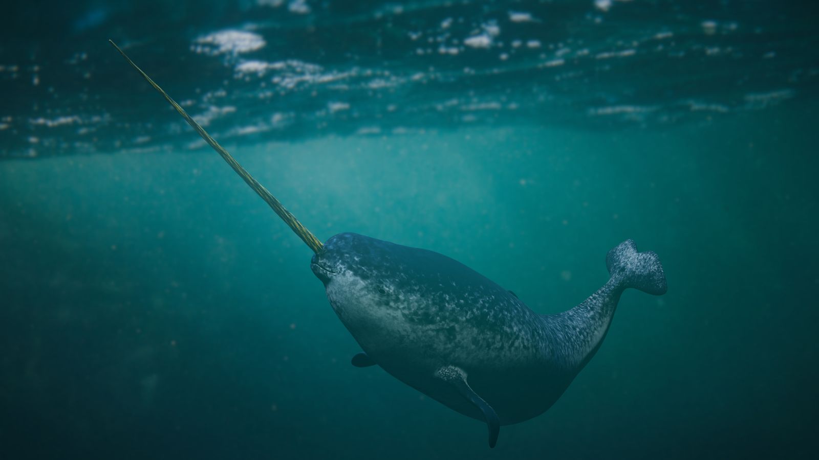 cute:bd9qw-g7s8m= narwhal