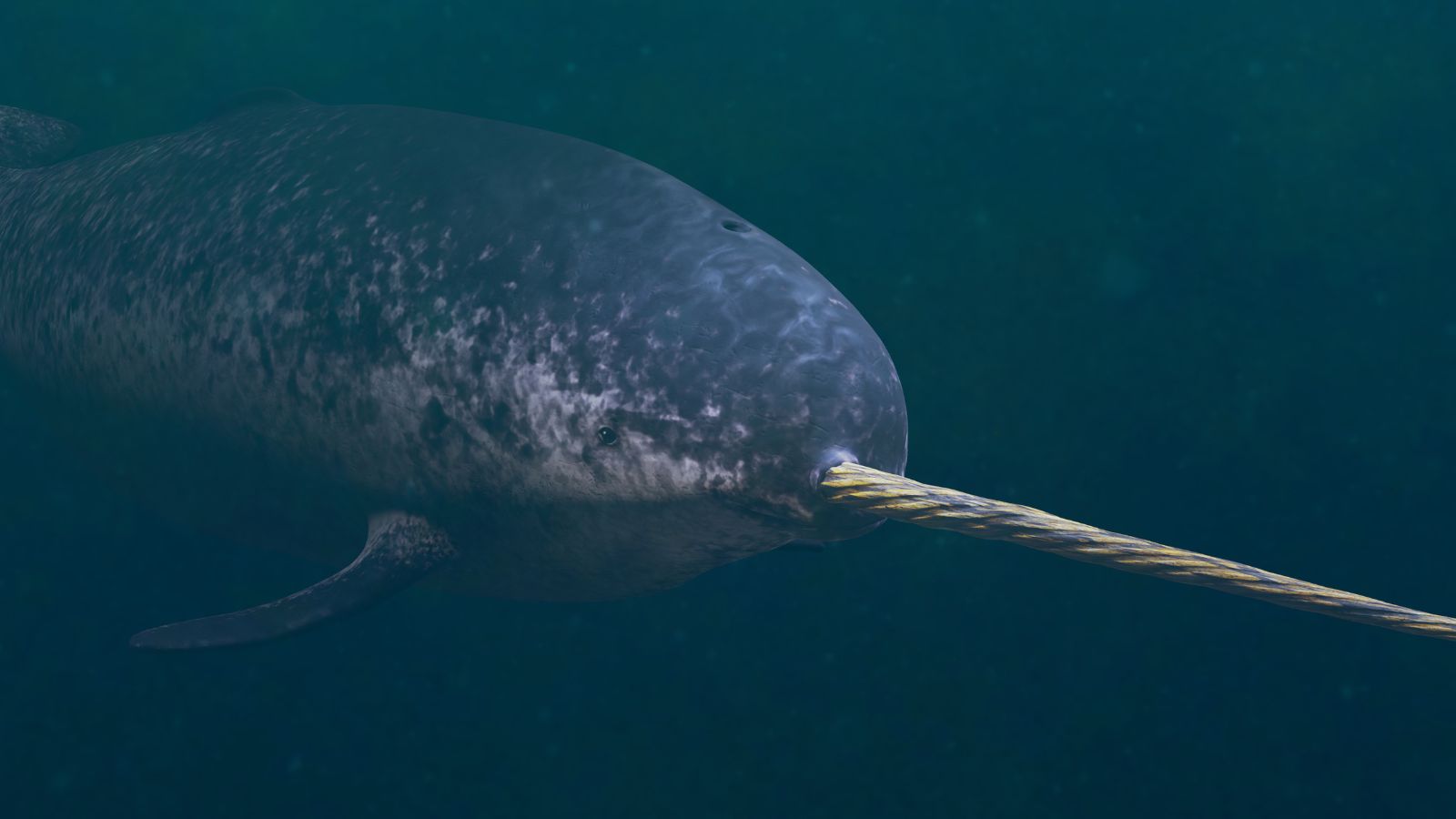 cute:bd9qw-g7s8m= narwhal